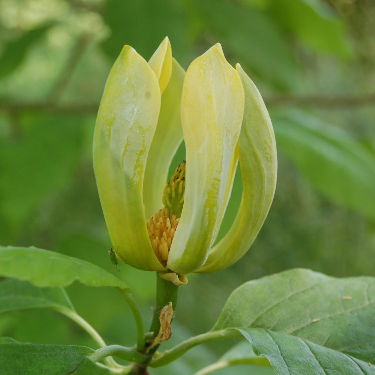 Magnolia acuminata