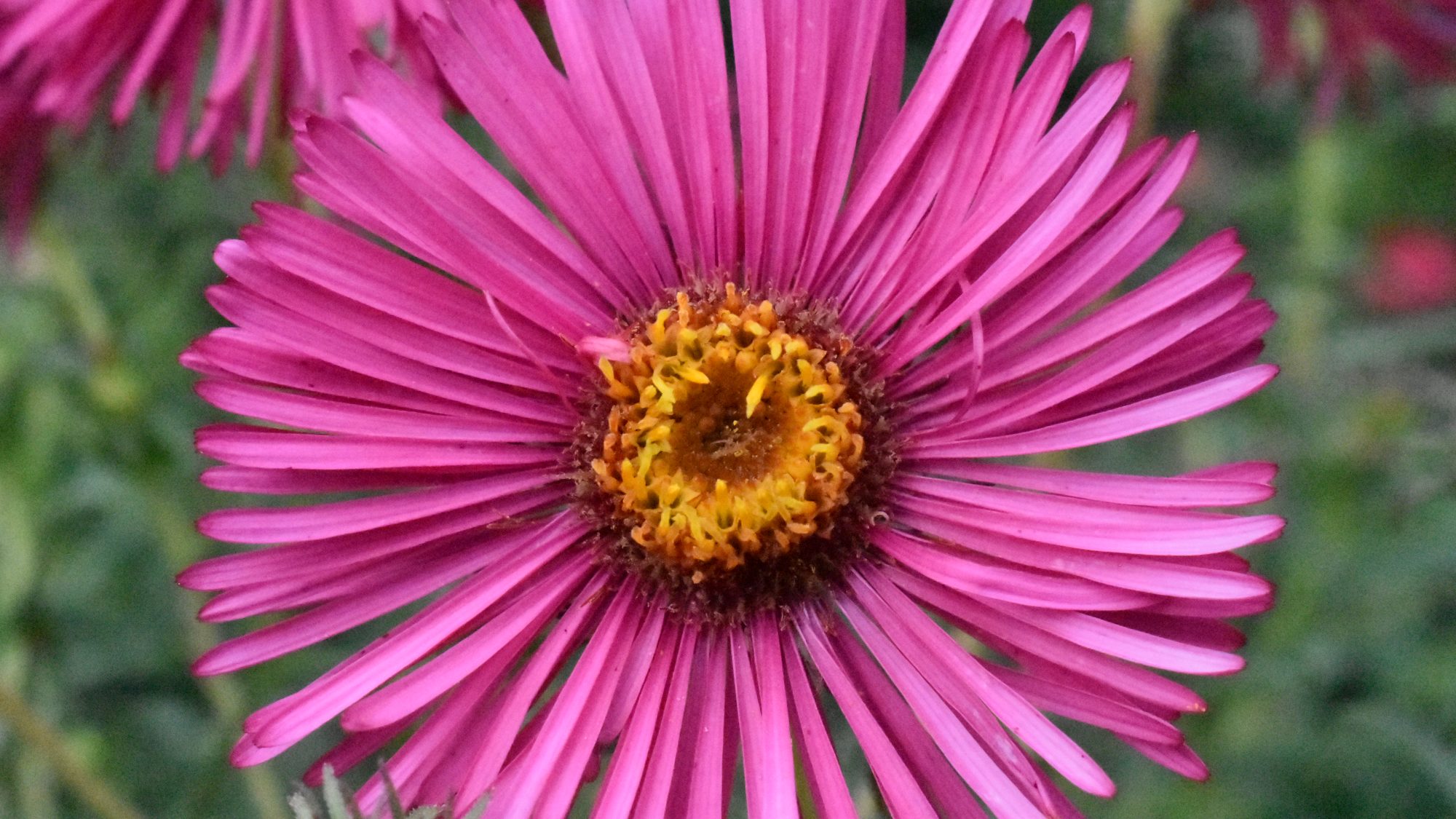 Brilliant pink daisy with yellow eye.