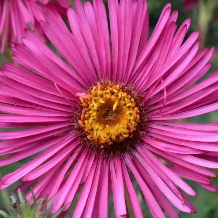 Symphyotrichum novae-angliae ‘Alma Pötschke’