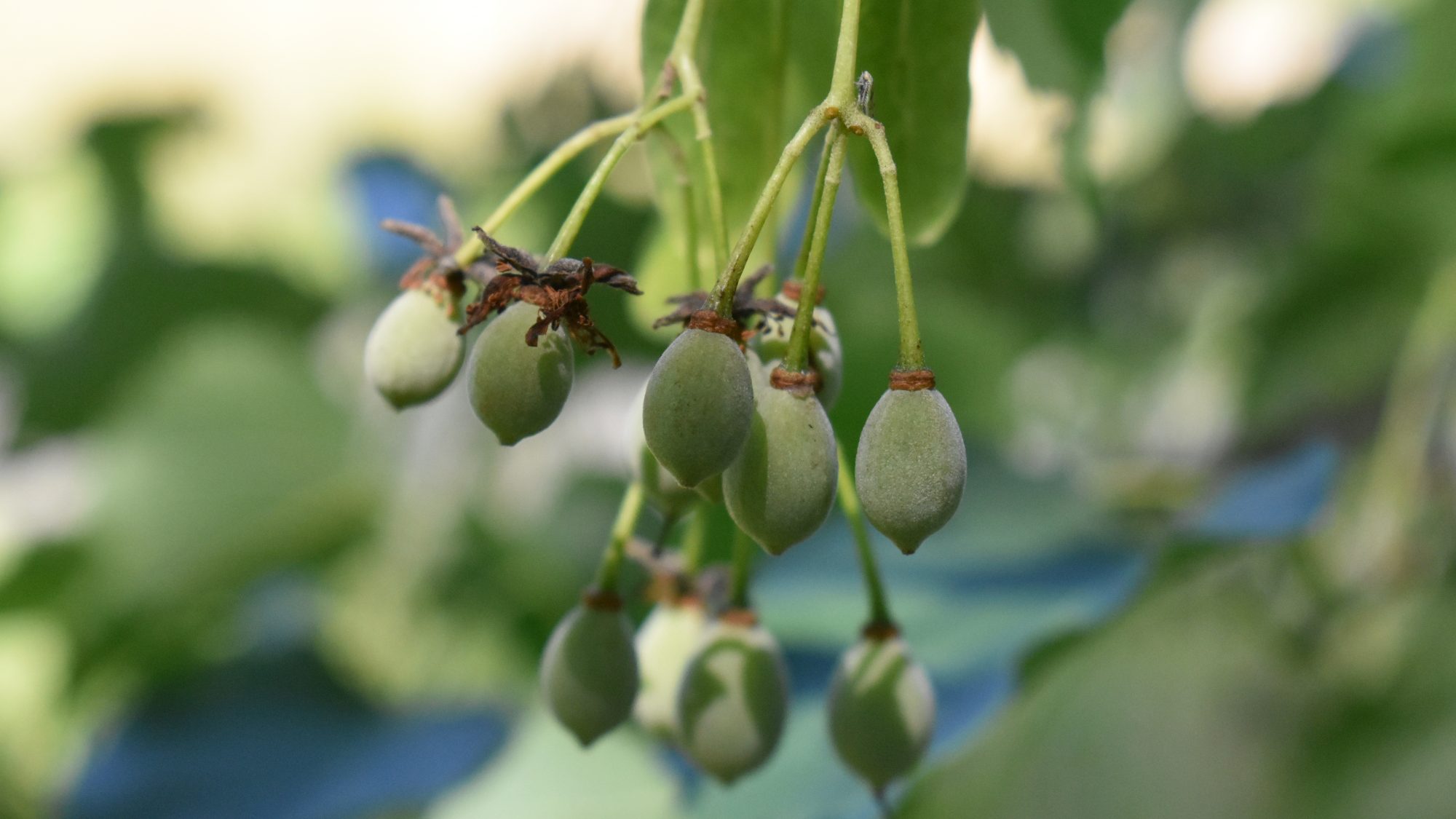 Small, pendent, green dop-like fruits