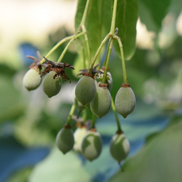 Tilia chingiana