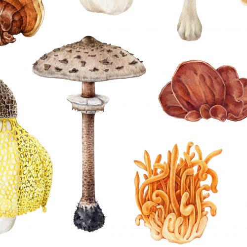 Fungi Field Day