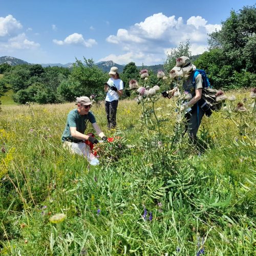 A summer of plant collecting in Croatia and Kyrgyzstan