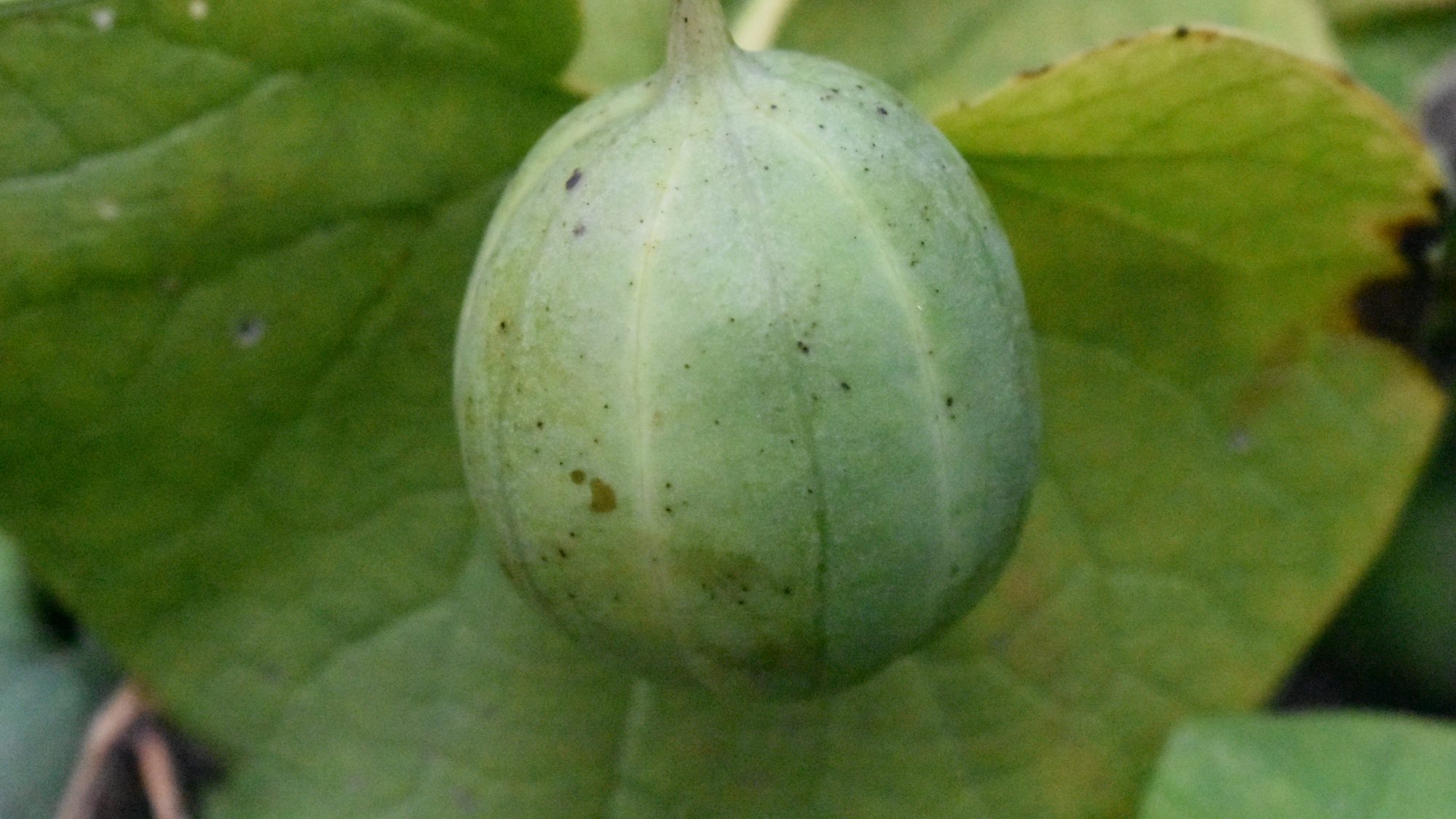 Spherical green fruits