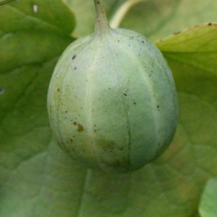 Aristolochia clematitis (fruits)