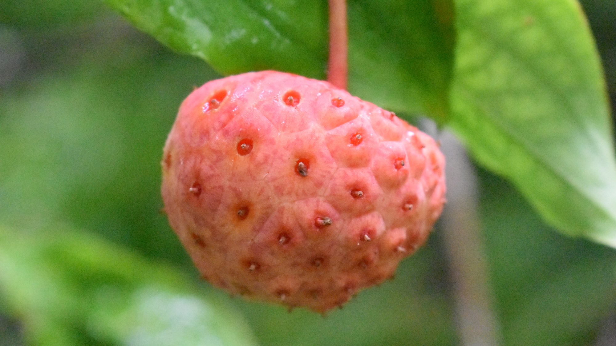 Strawberry-like fruit