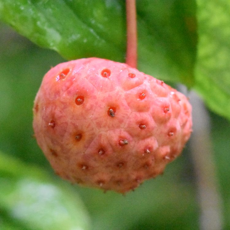 Cornus ‘Norman Hadden’