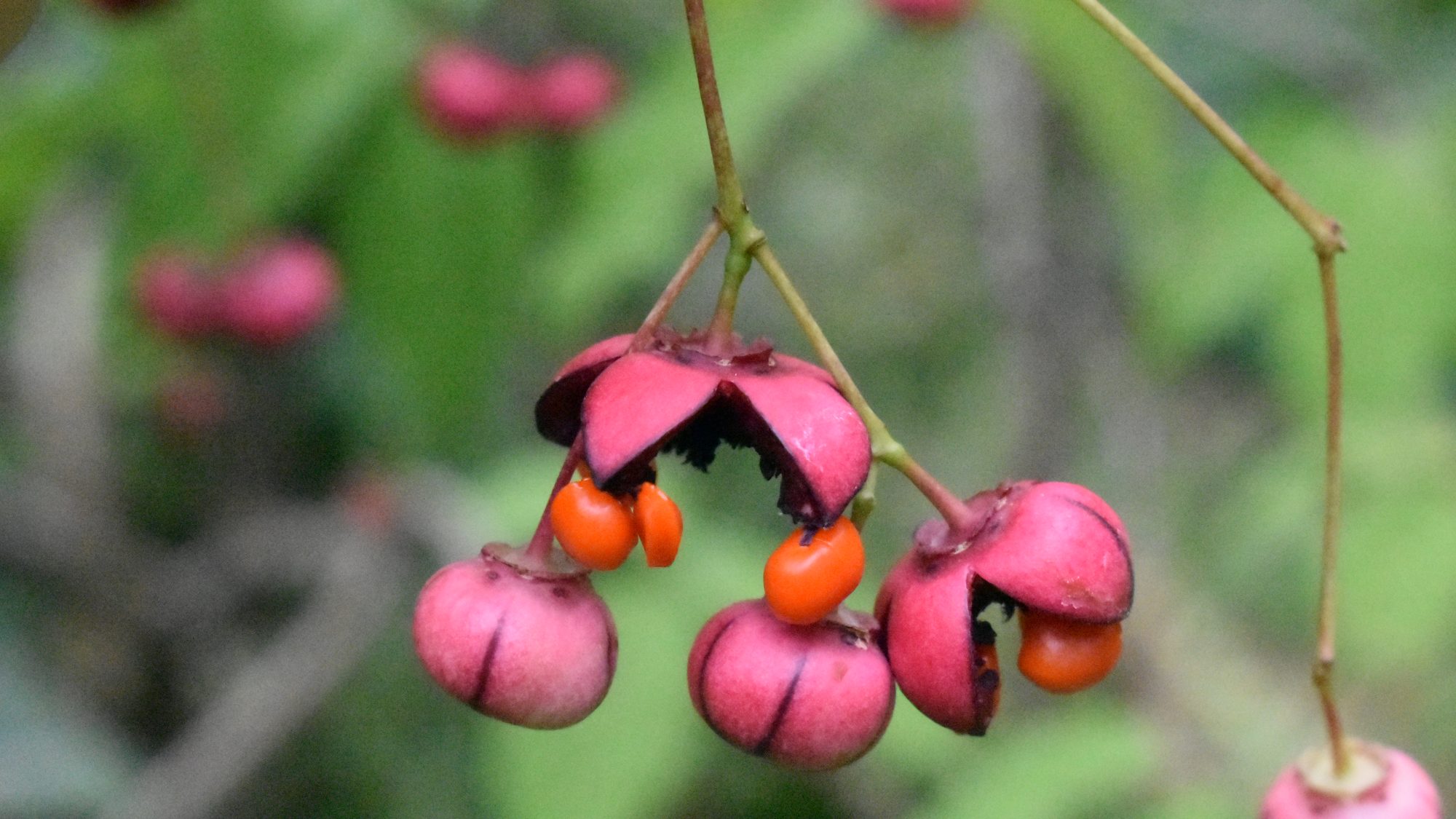 Split red fleshy seed pods showing fleshy orange fruits