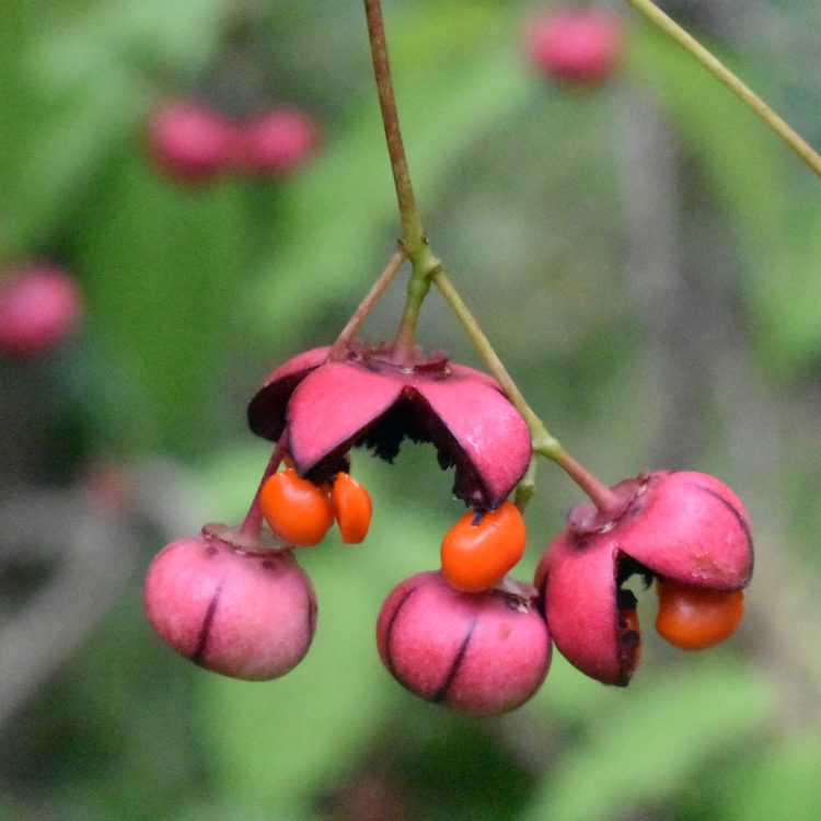 Euonymus oxyphyllus