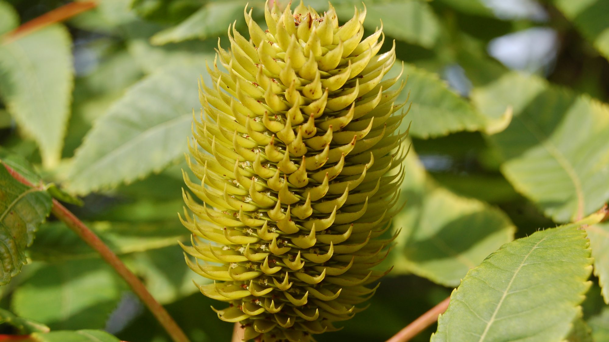 Spiky yellow-green cone-like fruit