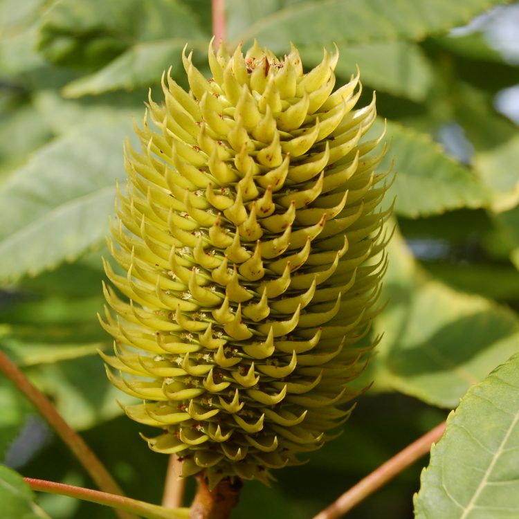 Platycarya strobilacea