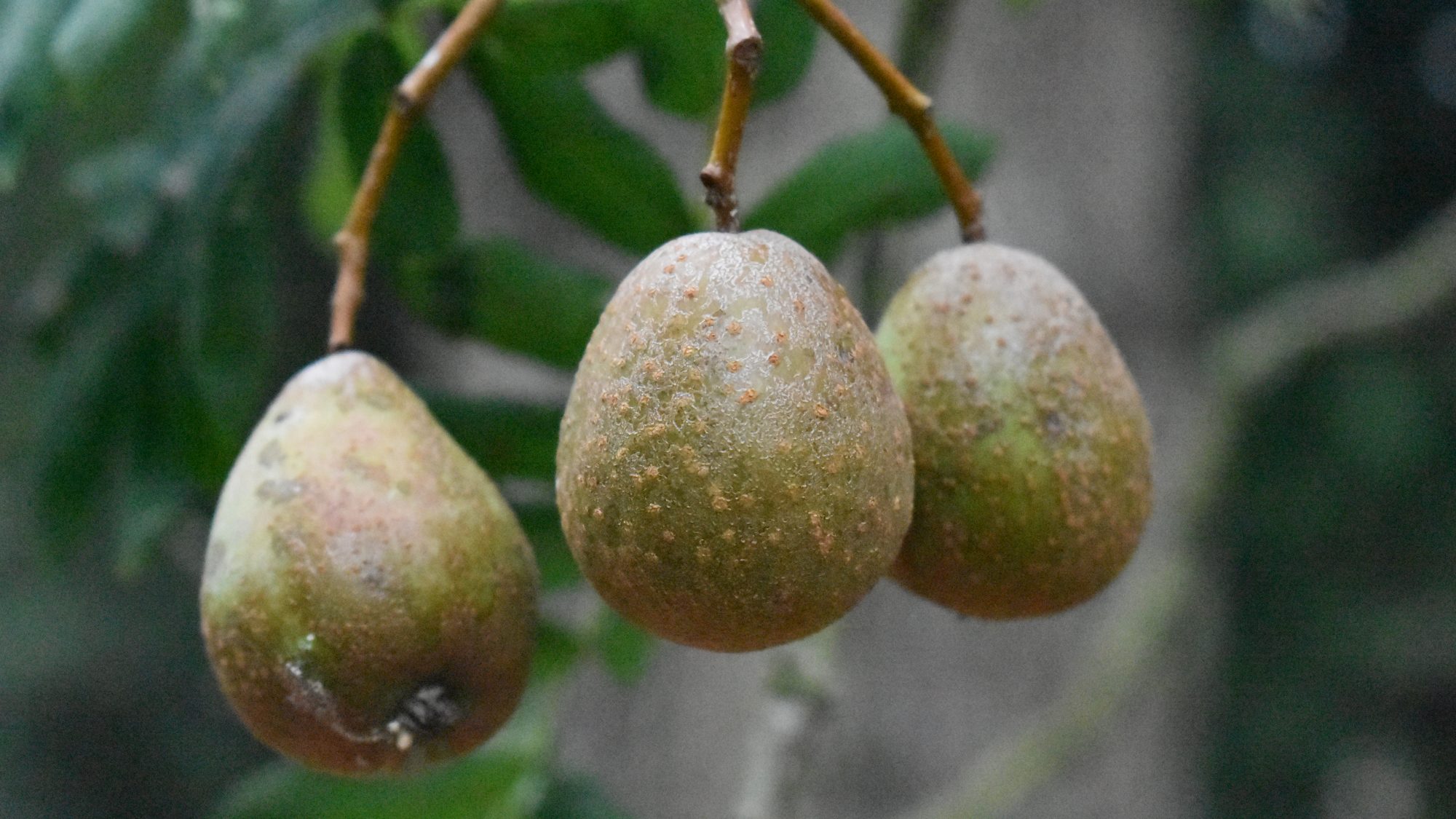 Small, green-brown pear-shaped fruits