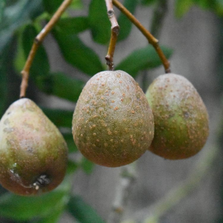 Sorbus domestica
