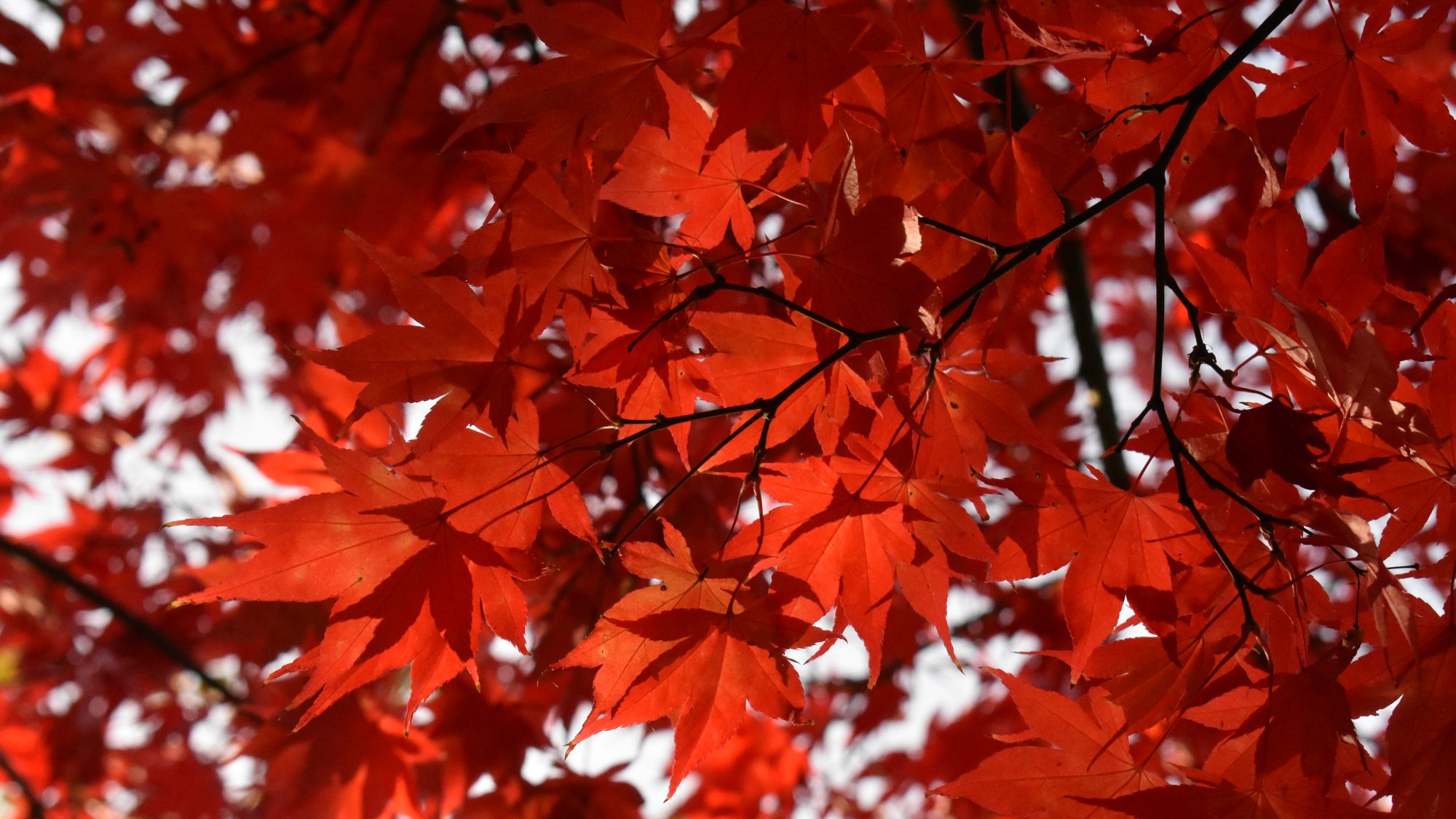 Red, maple leaves