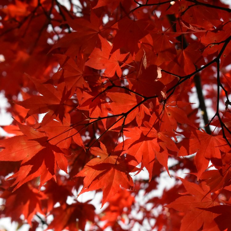 Acer palmatum ‘Osakazuki’