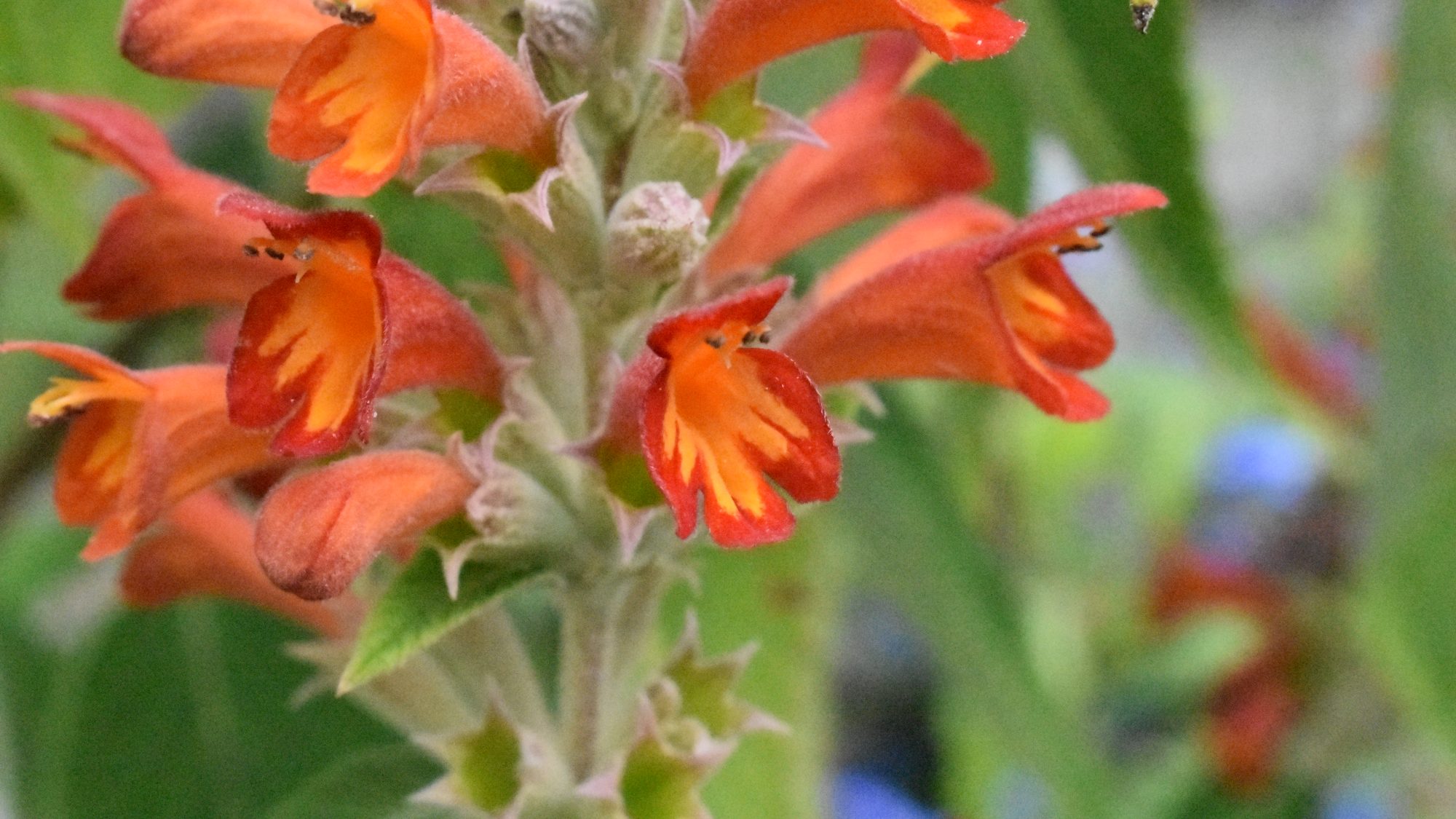 Two-lipped red flowers with an orange throat 