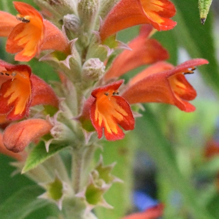 Colquhounia coccinea