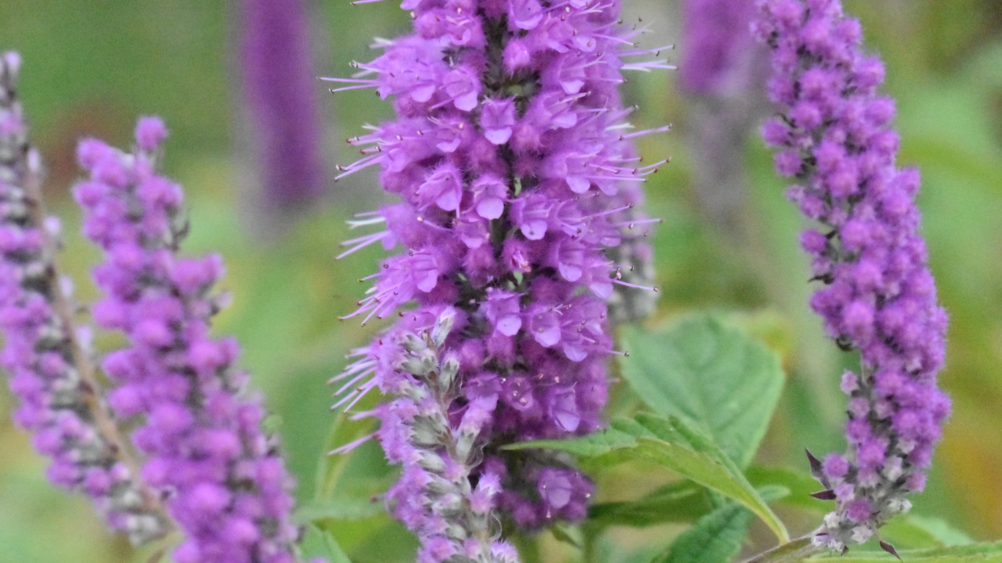 Mauve flower spikes