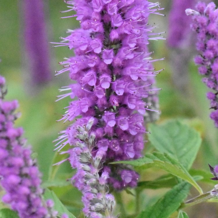 Elsholtzia stauntonii