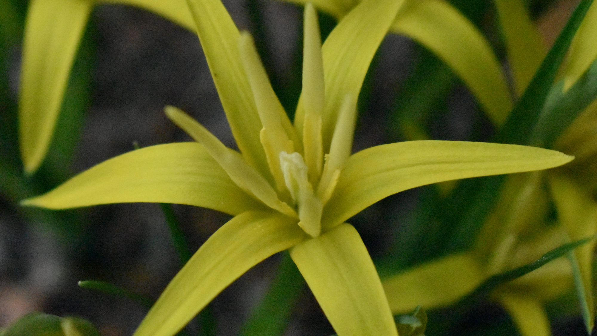 Star-shaped yellow flower