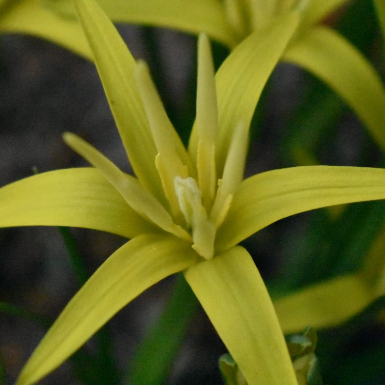 Empodium flexile
