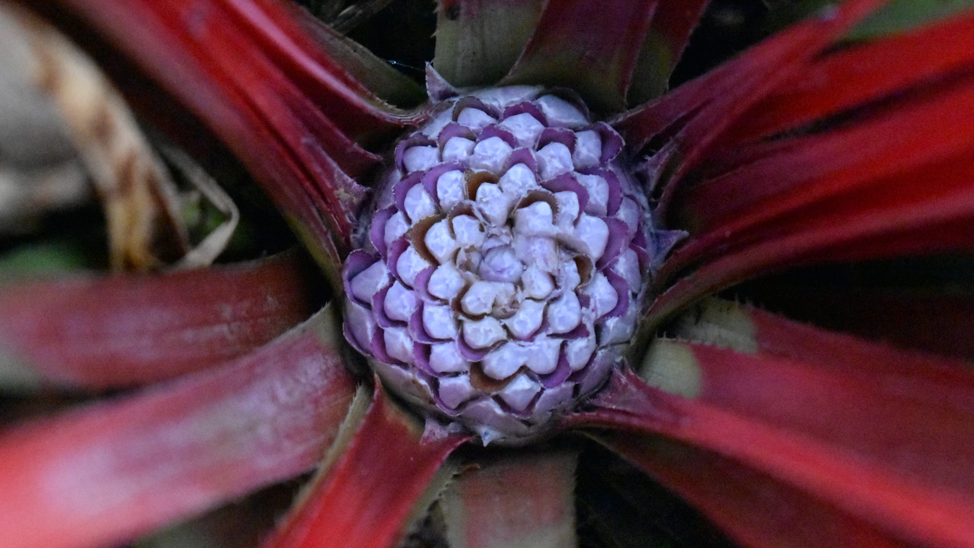 Dense head of blue-mauve flower buds surrounded by slender red leaves