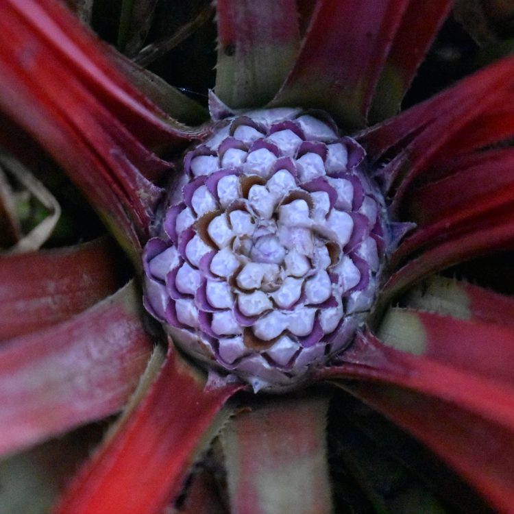 Fascicularia bicolor