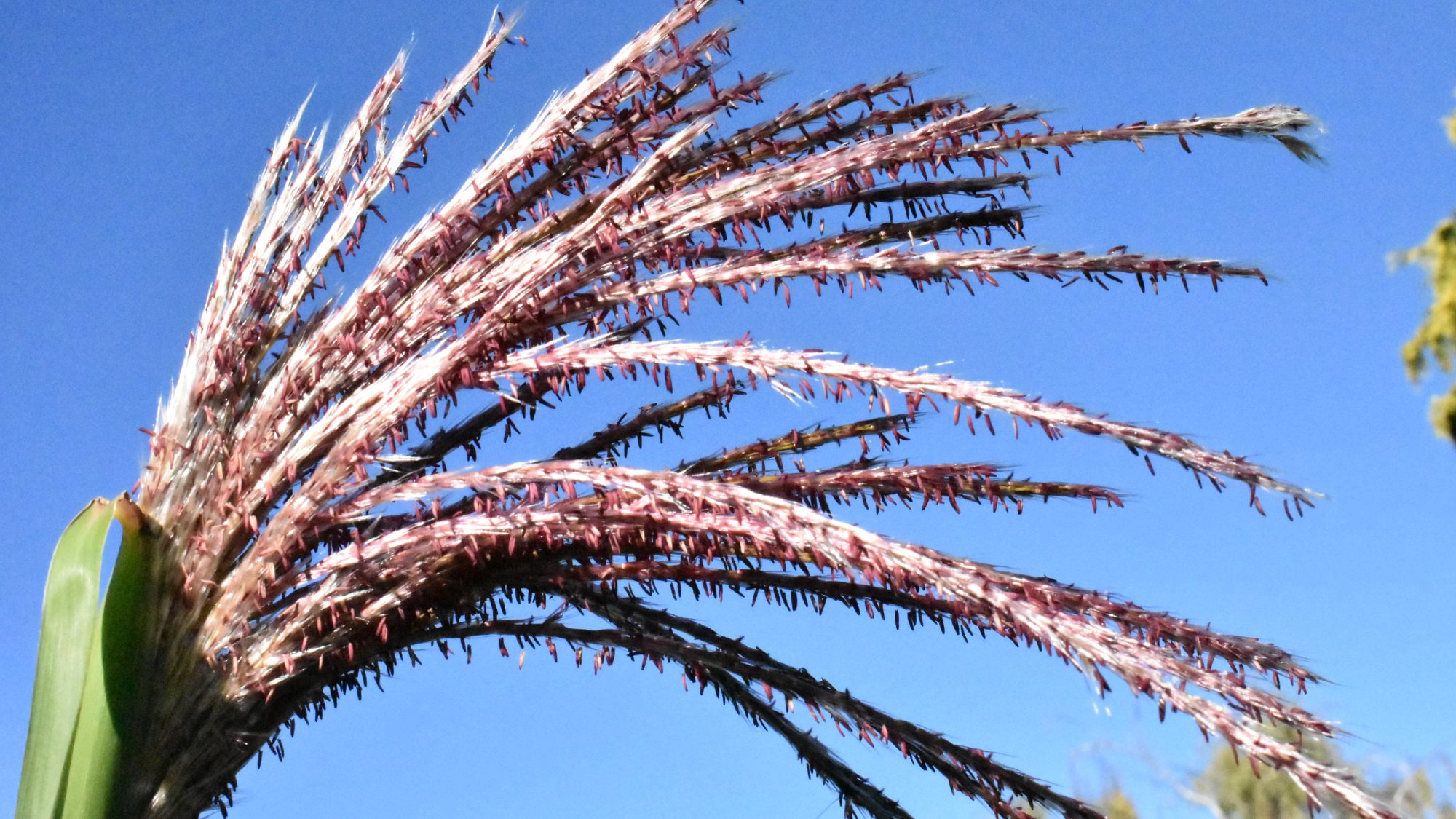 Wand-like purple grass plumes 