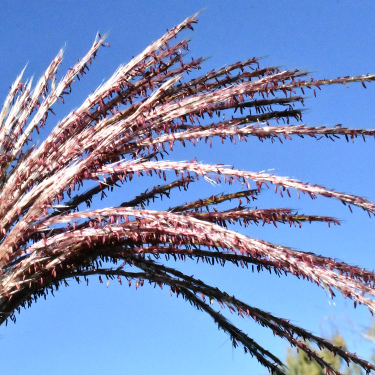 Miscanthus sacchariflorus