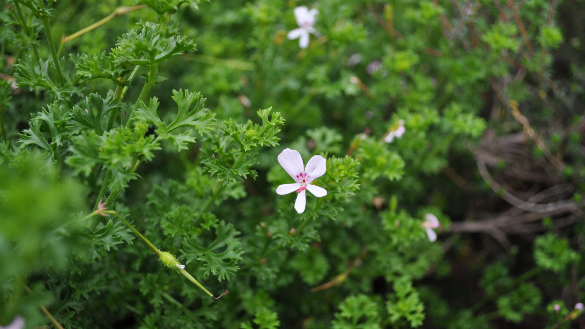 Small pink white flowers with purple lines coming out of the centre.