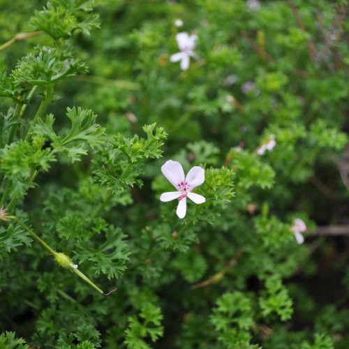 Pelargonium fruticosum