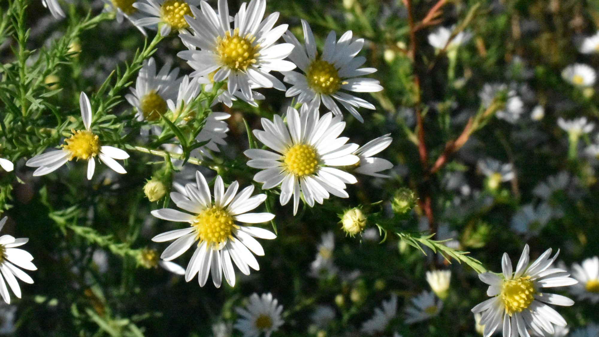 Small, white daisies