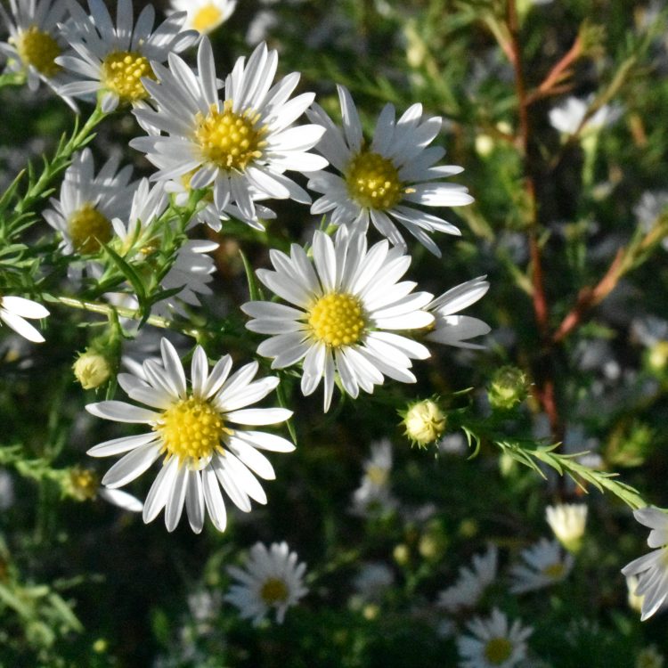 Symphyotrichum pilosum