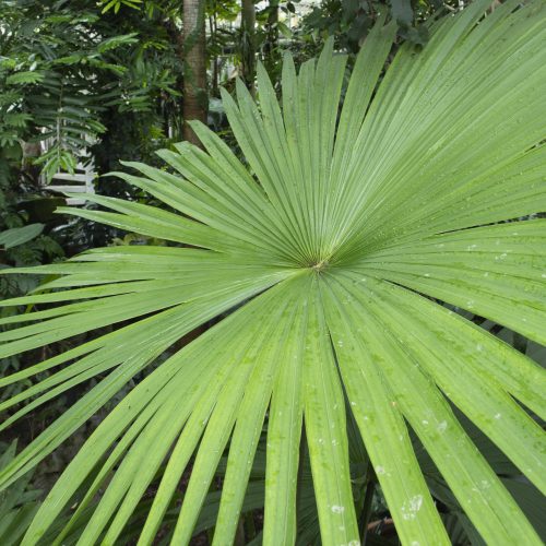 Tahina spectabilis profile