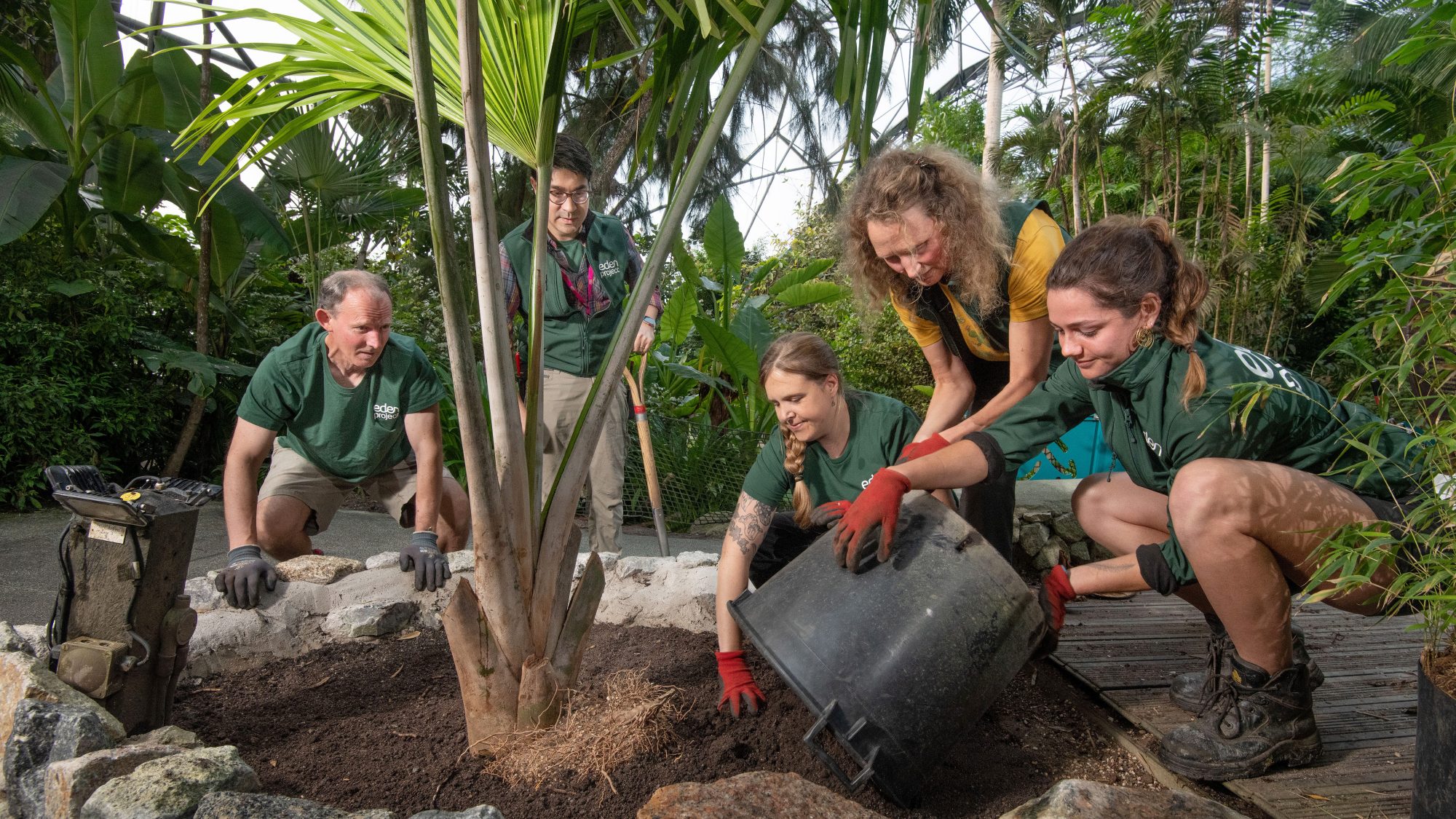 A group of horticulturists plant a palm into the ground.
