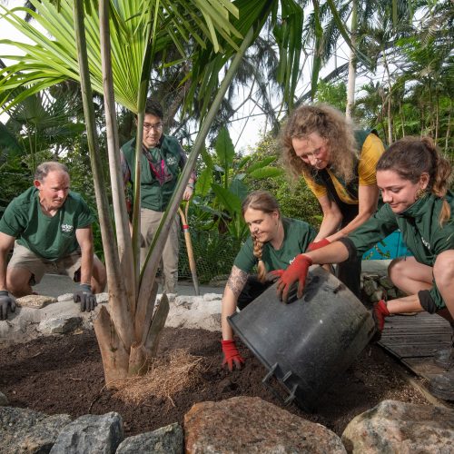 Rare Tahina Palm from Cambridge University Botanic Garden Finds New Home at the Eden Project