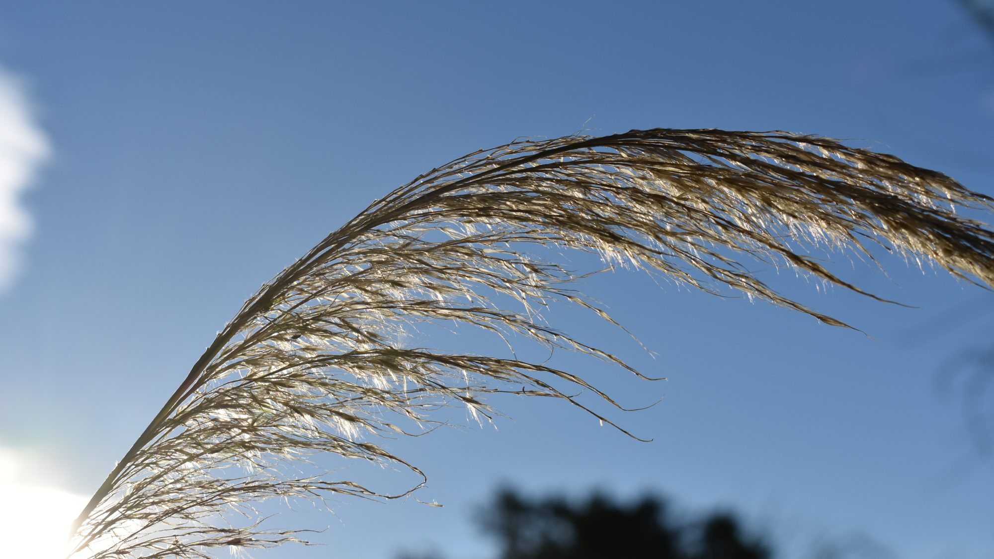 Arching grass seed head in sunllight.