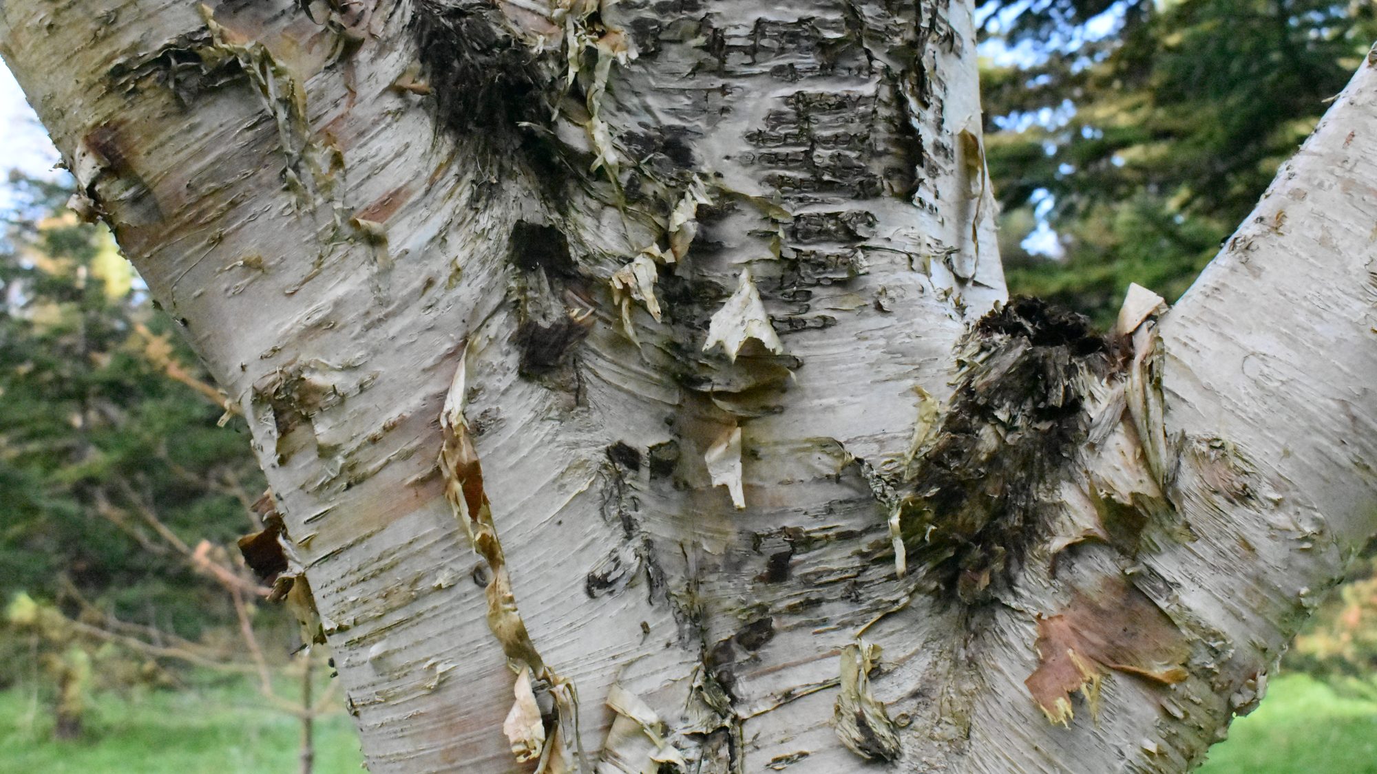 Shaggy white bark on a tree