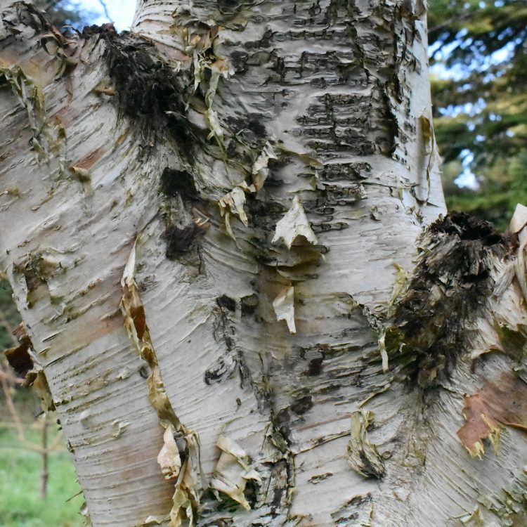 Betula ermanii var. ermanii