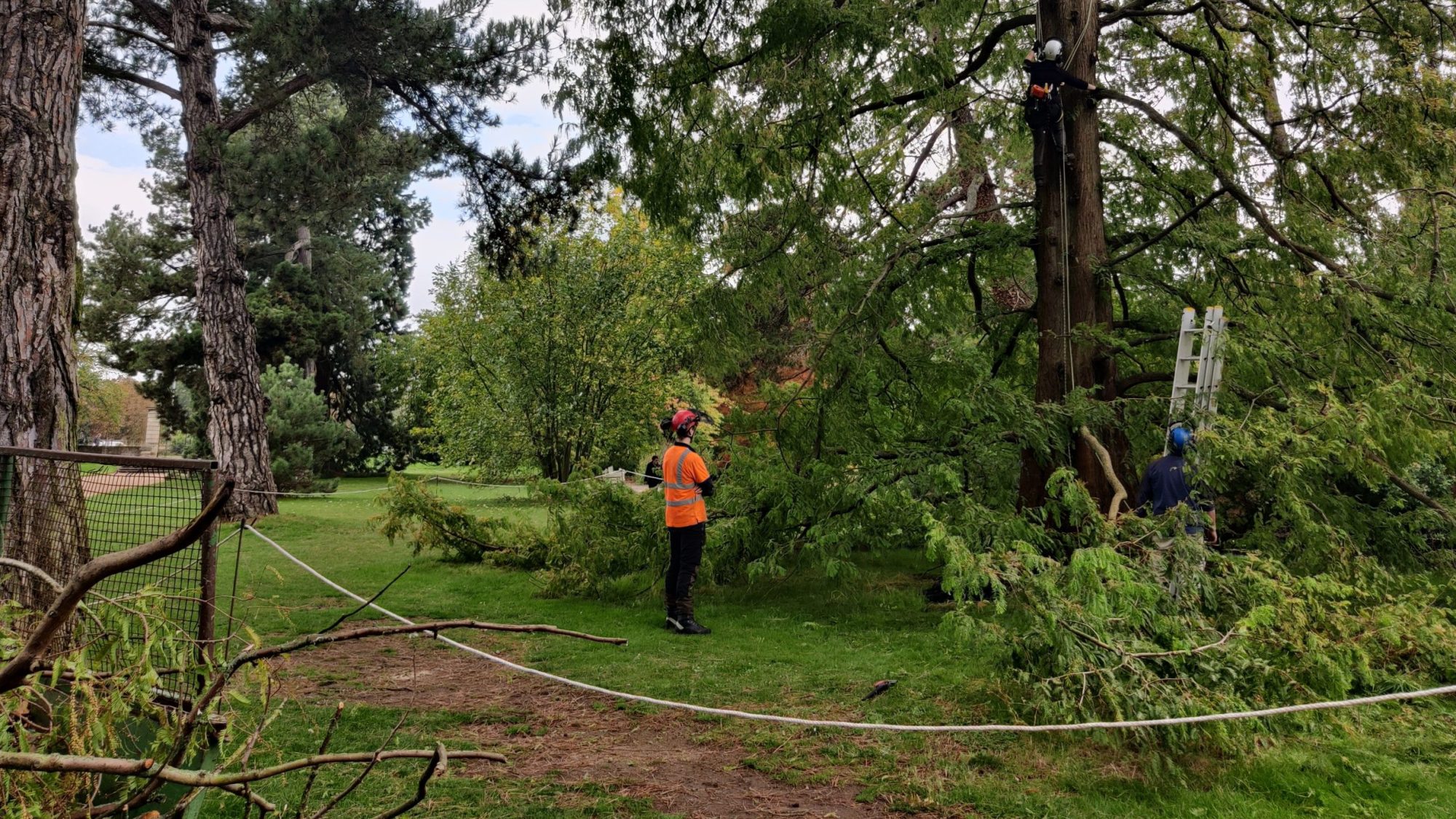 Horticultural team members climbing and examining a tree.