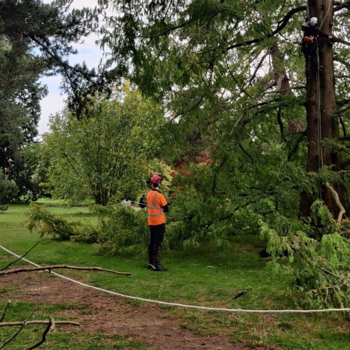 Tree Collections Management