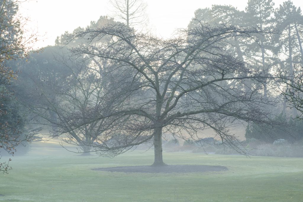 a photograph of a Prunus yedoensis tree in winter