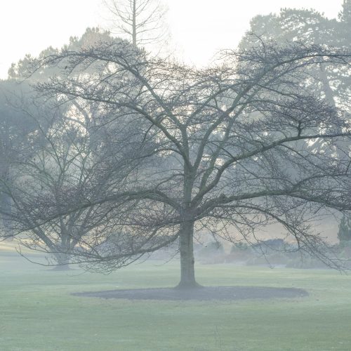 FULLY BOOKED Winter tree identification