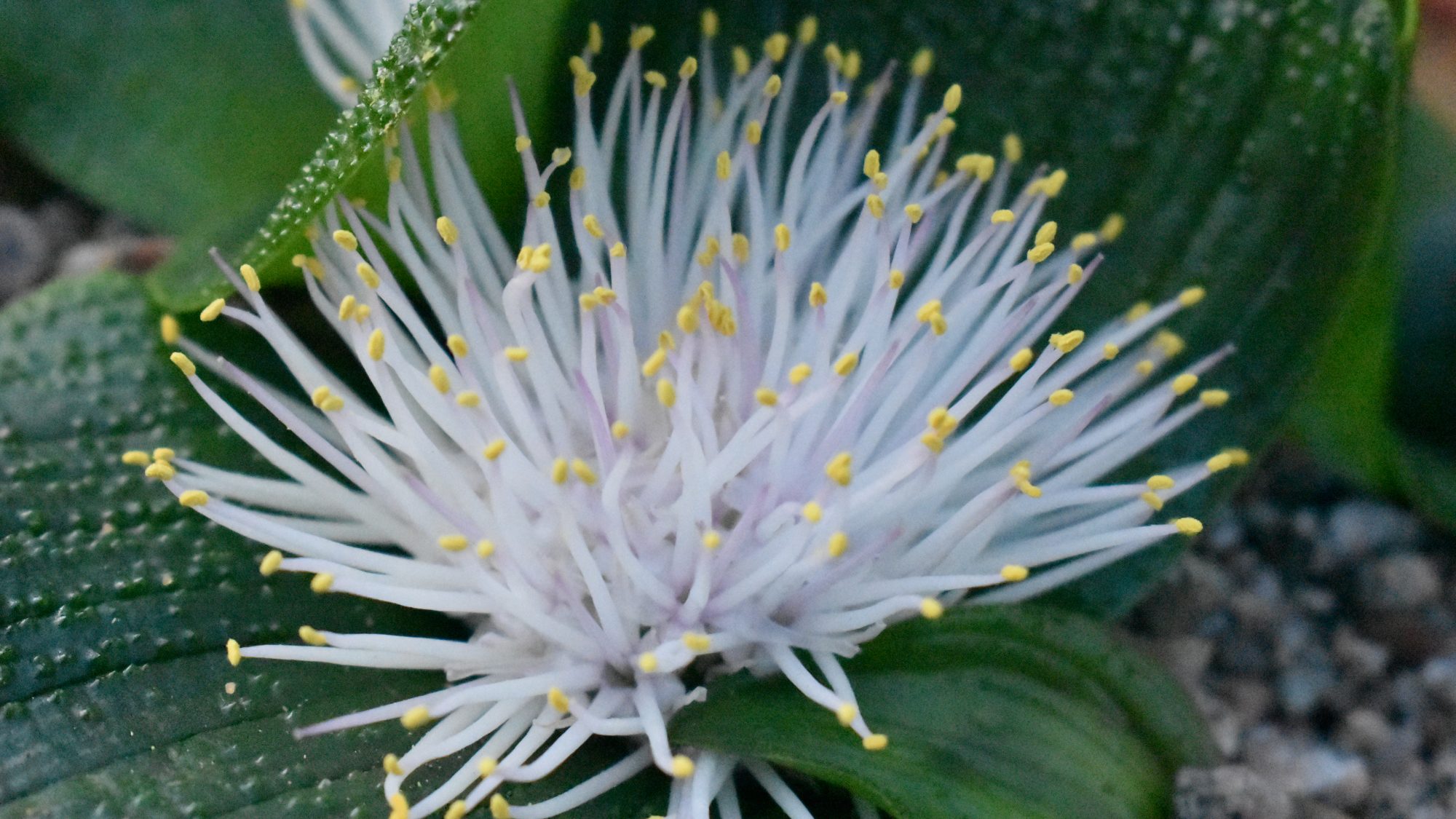 Spiky white flower head