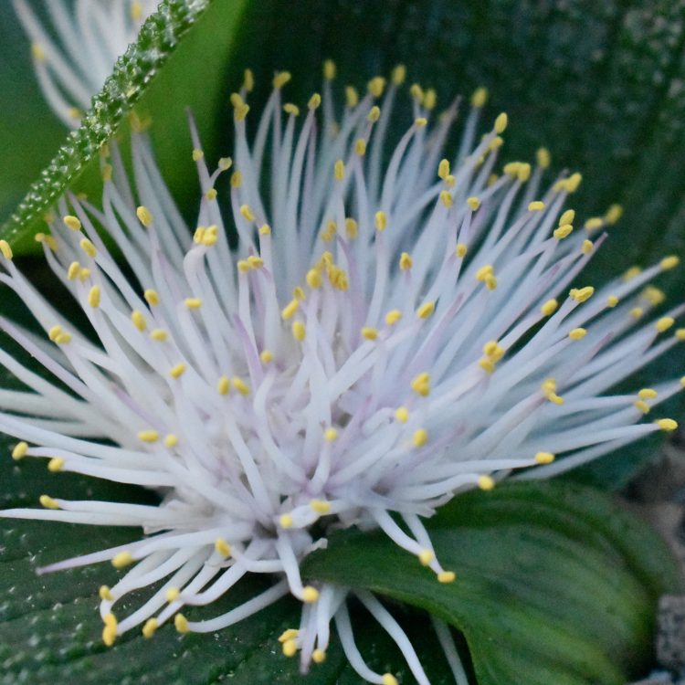 Massonia pustulata