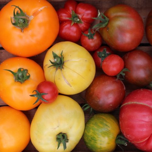 FULLY BOOKED Grow your own vegetables: Theory and practice