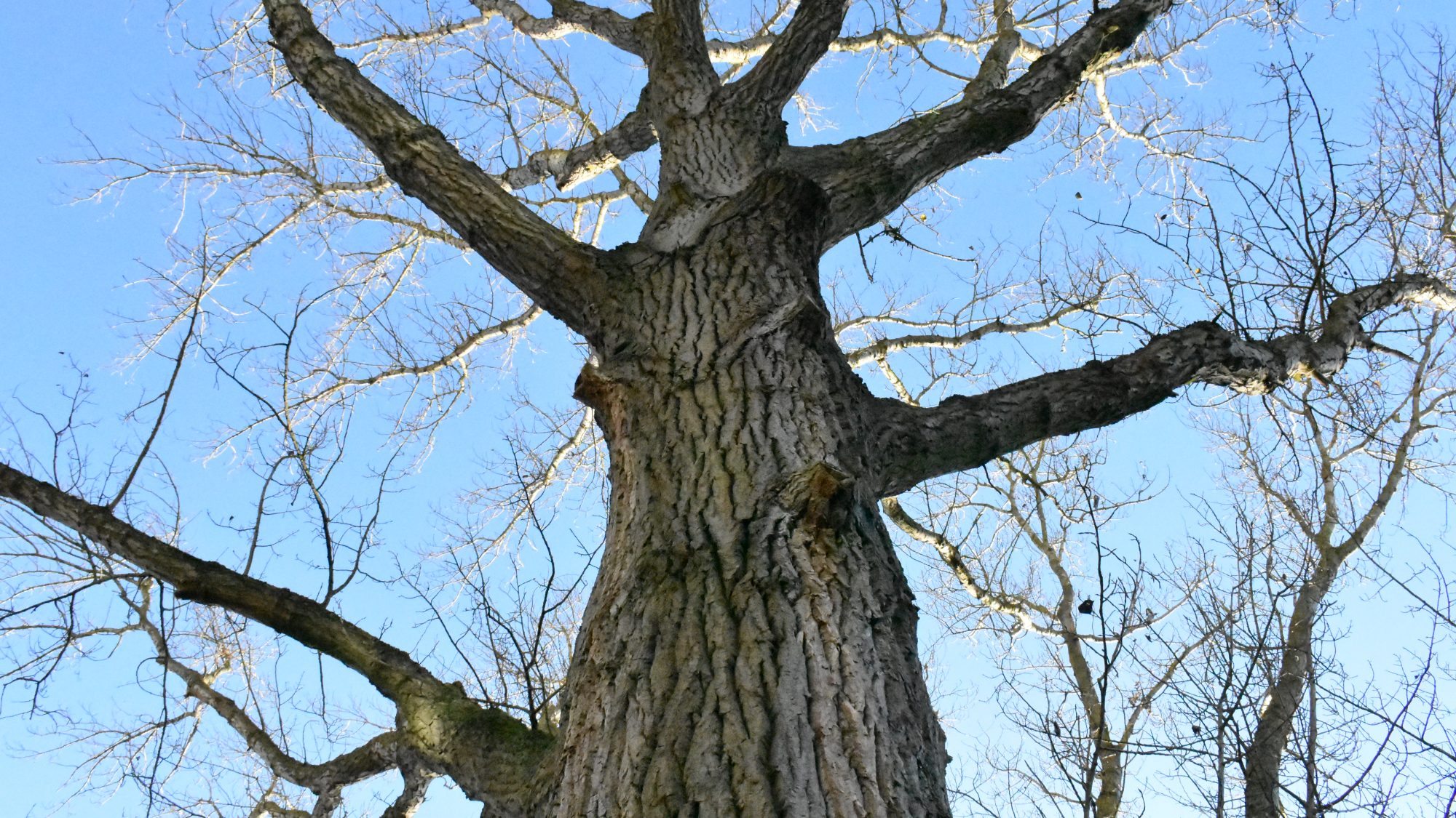 Leafless tree with deeply furrowed bark against a blue sky