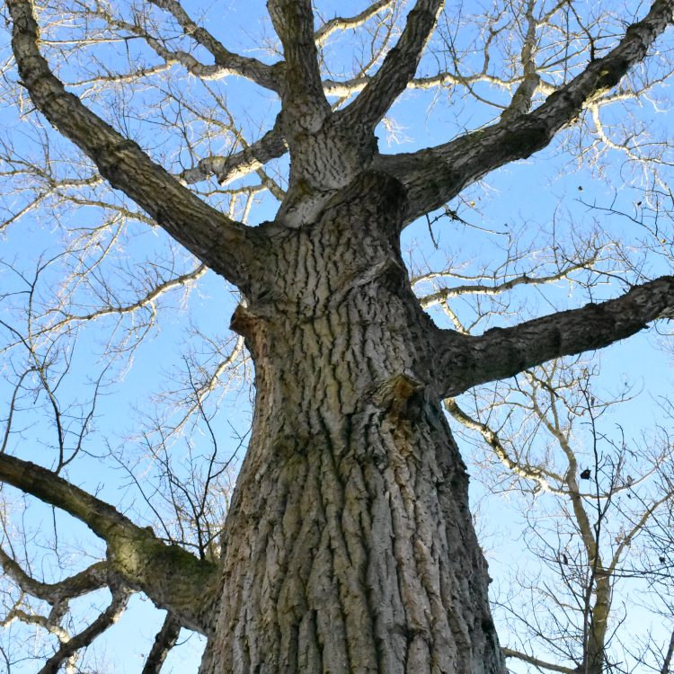 Populus nigra ssp. betulifolia
