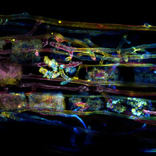 FULLY BOOKED Plant partnerships: Symbiotic relationships between plants and fungi