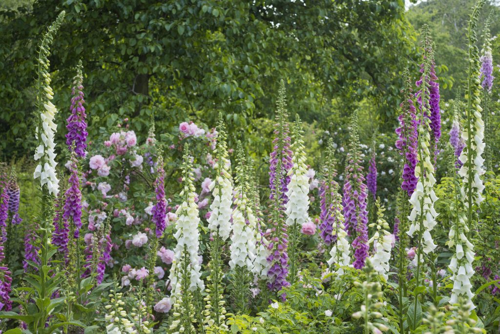 a border containing foxgloves and roses